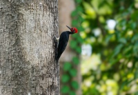 Datel indomalajsky - Dryocopus javensis - White-bellied Woodpecker o0544